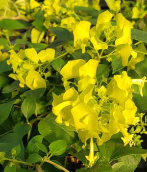 Yellow Chinese Hat Plant, Cup and Saucer Plant, Parasol Flower