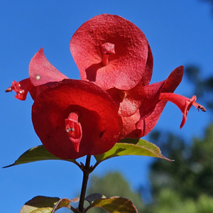 Red Chinese Hat Plant, Cup and Saucer Plant, Parasol Flower