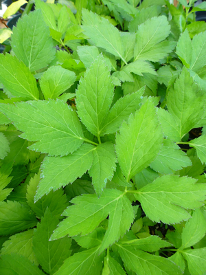 Wild Chervil, Canadian Honewort