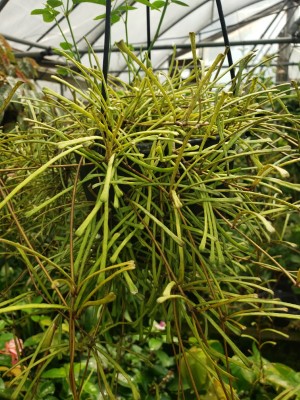 Grass-Leaved Hoya, Wax Flower, Porcelain Flower