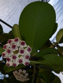 Hoya obovata, Porcelain Flower, Wax Flower