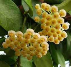 Hoya pusilla, Waxflower