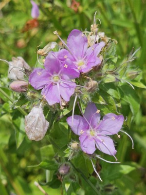 Rose Blue Waterleaf, Ovate False Fiddeleaf, Hairy Hydrolea