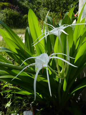 Tropical Giant Spider Lily