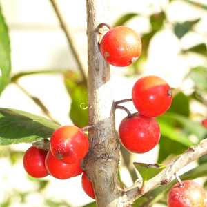 Warren's Red Possumhaw Holly, Deciduous Holly