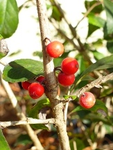 Warren's Red Possumhaw Holly, Deciduous Holly