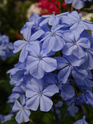 Imperial Blue Plumbago, Cape Leadwort