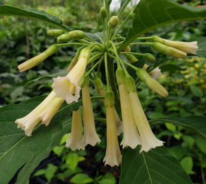 Buttercream Icing Iochroma, Tubeflower, Mini Angel's Trumpet