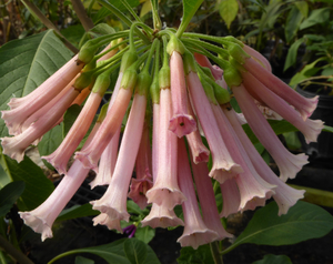 Pretty In Pink Iochroma, Tubeflower, Mini-Angels Trumpet