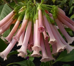 Pretty In Pink Iochroma, Tubeflower, Mini-Angels Trumpet