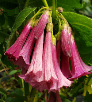 Princess Iochroma, Tubeflower, Mini Angel's Trumpet