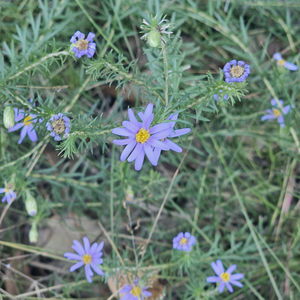 Flax-Leaf Ankle-Aster, Stiff-Leafed Aster, Flaxleaf White Top Aster, Bristly Aster, Stiff Aster, Pine Starwort