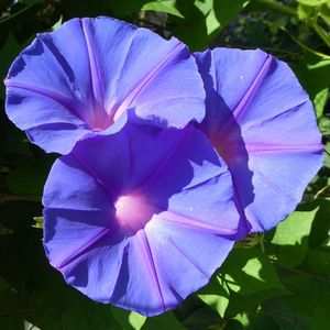 Ocean-Blue Morning Glory, Blue Morning Glory, Blue Dawnflower, Island Morning Glory