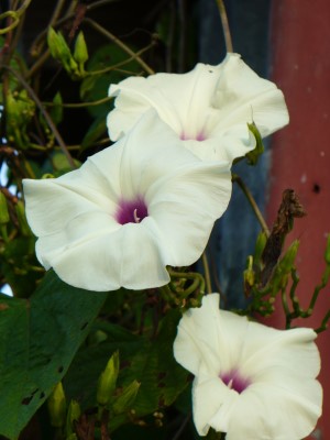 Man of the Earth, Wild Sweet Potato, Wild Potato Vine, Manroot