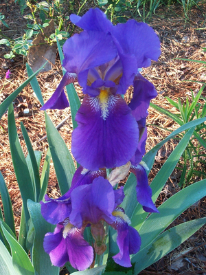 Bobbie's Old Fashioned Purple Bearded Iris, German Iris