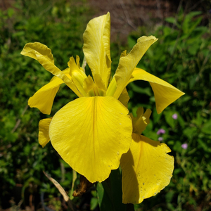 Captain Jeff Bowen Louisiana Iris