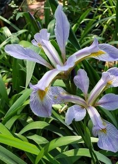 Light Blue Louisiana Iris