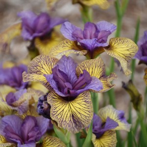 Purring Tiger Siberian Iris