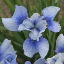 Sky Mirror Siberian Iris