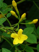 Italian Jasmine, Yellow Jasmine, Himalayan Jasmine, Florida Yellow Jasmine