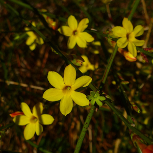 Winter Jasmine