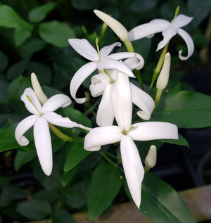 Twisted Jasmine, African Jasmine, Perfume Jasmine