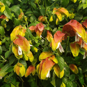 Bicolor Red Shrimp Plant, False Hope, Shrimp Plant, Shrimp Bush