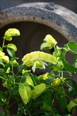 Yellow Queen Shrimp Plant, Chartreuse Shrimp Plant, Shrimp Bush, False Hope