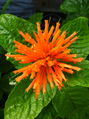 Orange Flame Justicia, Golden Crown Jacobinia, Yellow Crowned Justicia