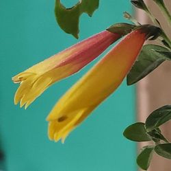 Brazilian Fuchsia, Firecracker Flower, Spanish Flag