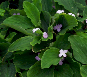 Peacock Ginger, Resurrection Lily
