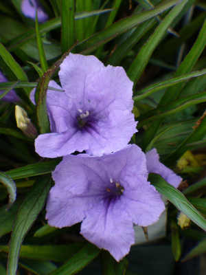 Katie Blue Dwarf Ruellia, Dwarf Mexican Petunia, Desert Petunia, Mexican Blue Bells, Florida Bluebells 