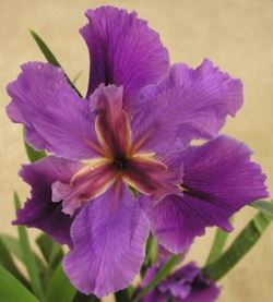 Kevin Matthews Louisiana Iris