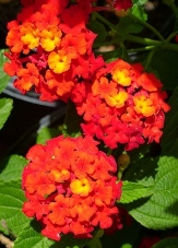 Red Spread Lantana (mounding, red and orange)