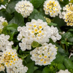 BANDOLISTA™ Coconut Lantana