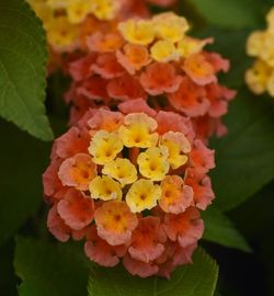 Bloomify™ Mango Lantana (dwarf bush, pastel yellow to orange to pink