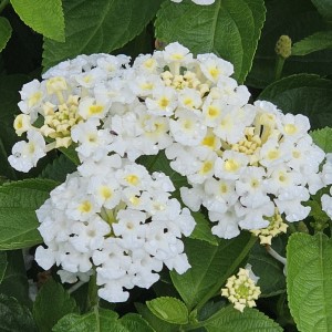 Bloomify™ White Lantana