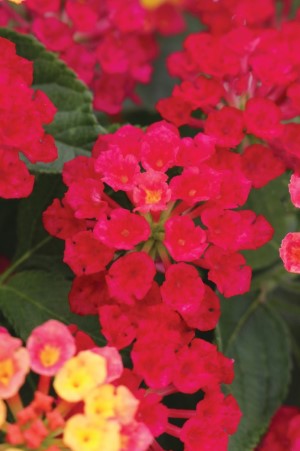 HAVANA® Cherry Lantana