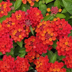 HEARTLAND™ Really Red Lantana