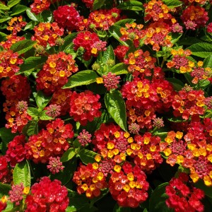 Hot Blooded™ Red Lantana