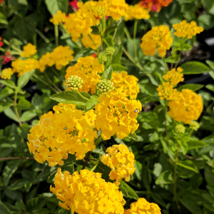 New Gold Lantana