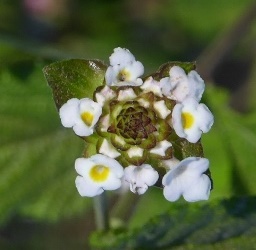 White Hammock Shrubverbena, Small-Headed Lantana