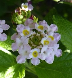Pink Hammock Shrubverbena, Small-Headed Lantana