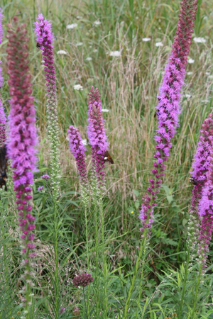 Prairie Blazing Star, Thickspike Gayfeather, Kansas Gayfeather, Liatris