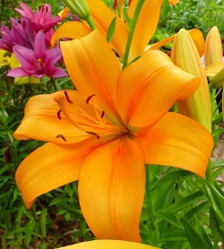 American Native LA Hybrid Lily (Orange)