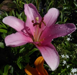 American Tradition LA Hybrid Lily (Pink)