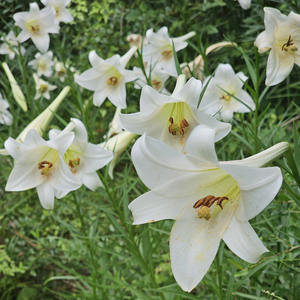 Formosa Lily, Phillipine Lily, Taiwan Mountain Lily