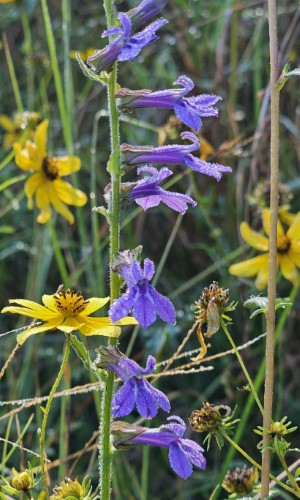 Reverchon's Lobelia, Downy Lobelia