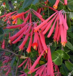 Nice starter plant Great as a Accent Plant Lonicera Vine 6-8 Tall Potted Plant Coral Star Honeysuckle