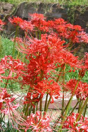 Red Spider Lily, Hurricane Lily, Naked Lily, Surprise Lily, Red Lycoris, Naked Ladies